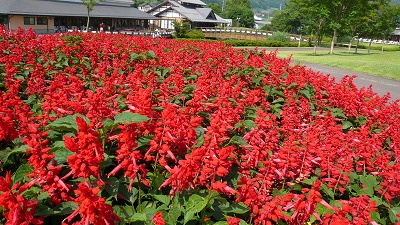 20080724 田園プラザ川場 お花畑