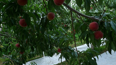 20080724 果実庭 桃狩り