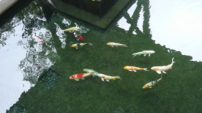 20080724 貝掛温泉 鯉