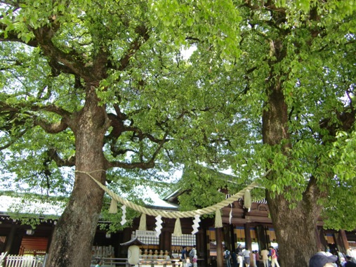 夫婦楠