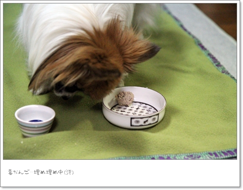 毒だんごタ〜イム!