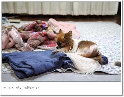 暑すぎた?