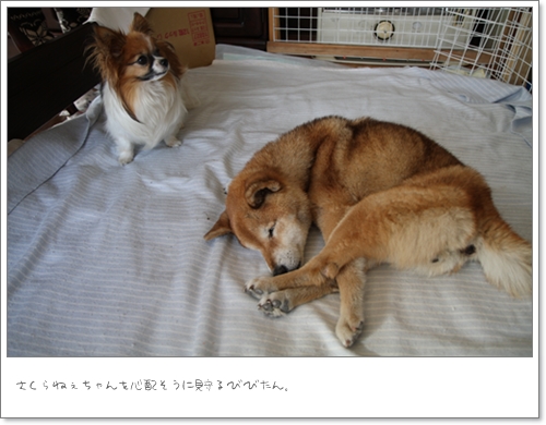 さくちん、がんばってるね♪