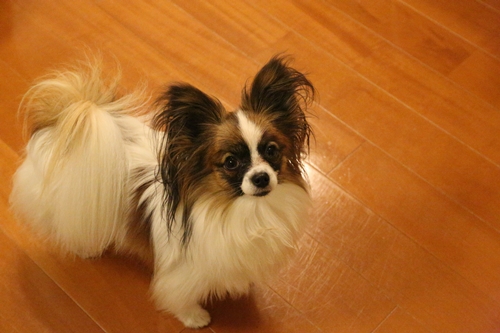 20140203_204951.JPG