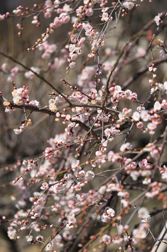 20140222_124336.JPG
