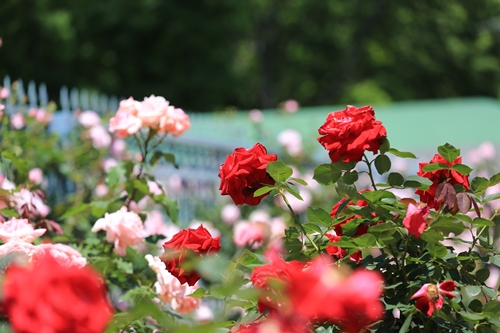 20140518_124917.JPG