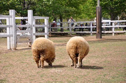 20140428hitsujiyama-051.jpg