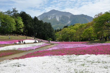 20140428hitsujiyama-039.jpg