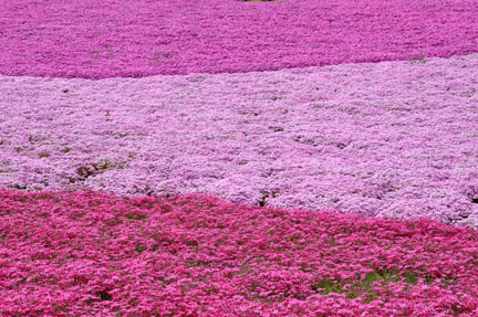 20140428hitsujiyama-029.jpg