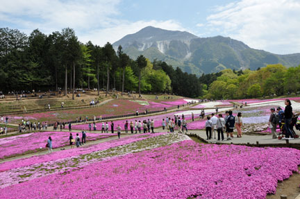 20140428hitsujiyama-023.jpg