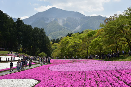 20150426HITSUJIYAMA-048.jpg