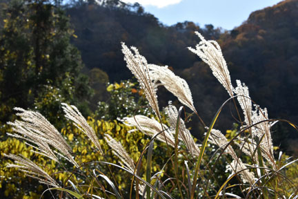 D8C_4554.jpg