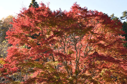 D8C_4569.jpg