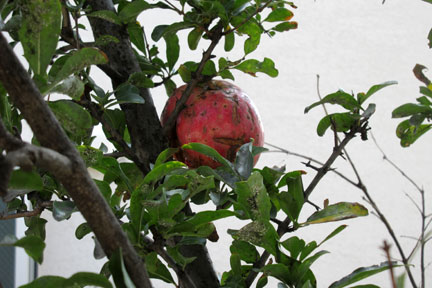 IMG_7901.jpg