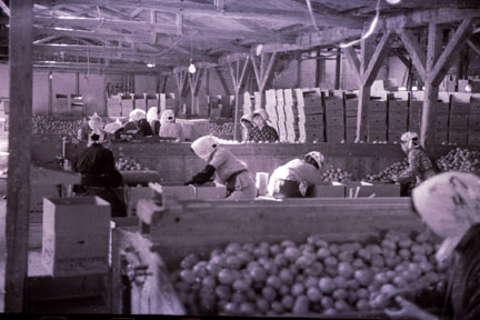 1960-11-037.jpg