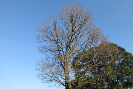 IMG_8799.jpg