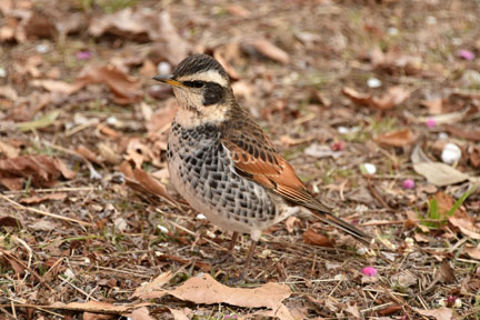 D8C_6801.jpg