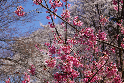 DSC07939.jpg
