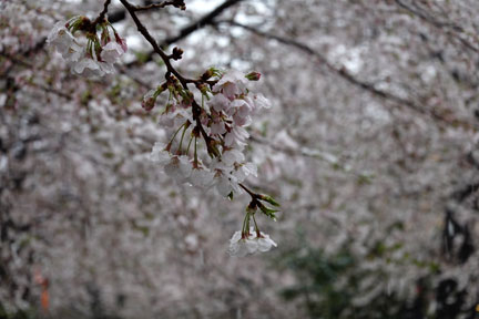 DSC08104.jpg