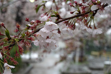 DSC08088.jpg