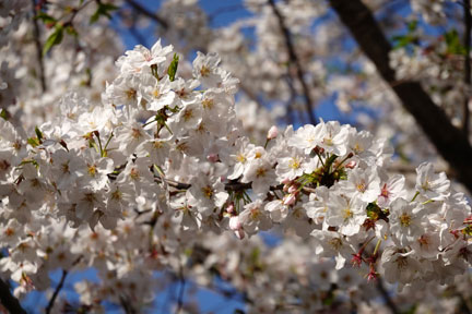 DSC08173.jpg