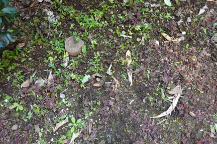 DSC08241.jpg