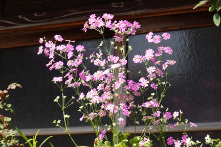 DSC08225.jpg