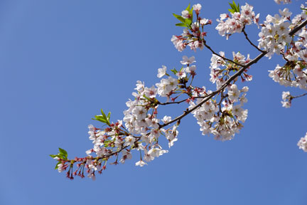 DSC08217.jpg