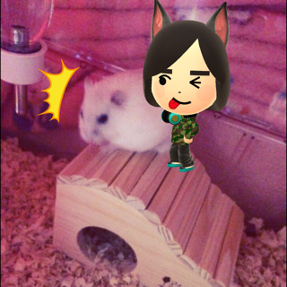 Miitomoフォト画像 ハムスター