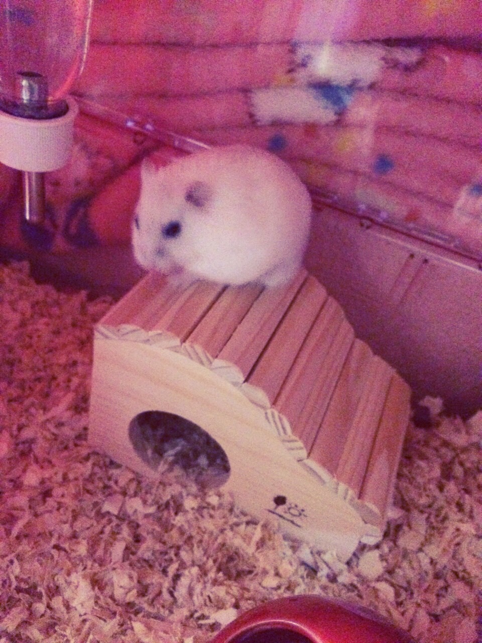 ハムスター小屋 SANKOウェーブハウスS