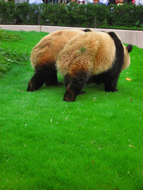 パンヨ