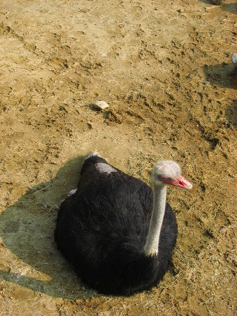 ダチュウ