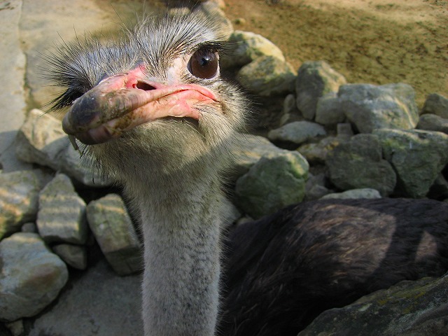 コンニチハ
