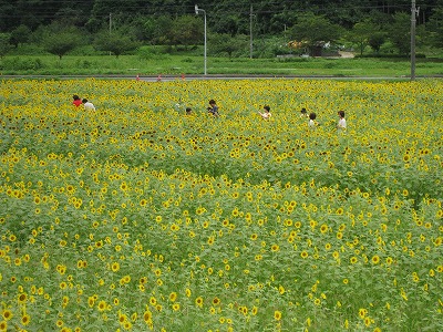 但東町畑山のひまわり きれいですよ シルクの郷