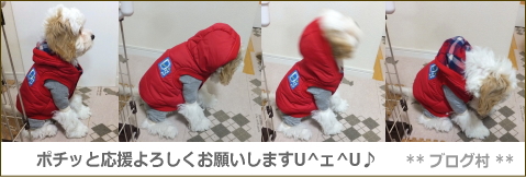 コッカプー、ミックス犬、雑種