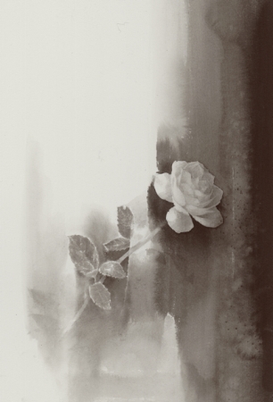 rose of may 