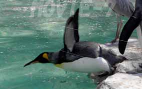 ペンギン