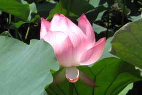 ハスの花