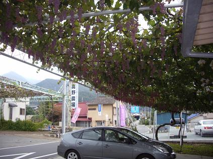 ぶどうの家