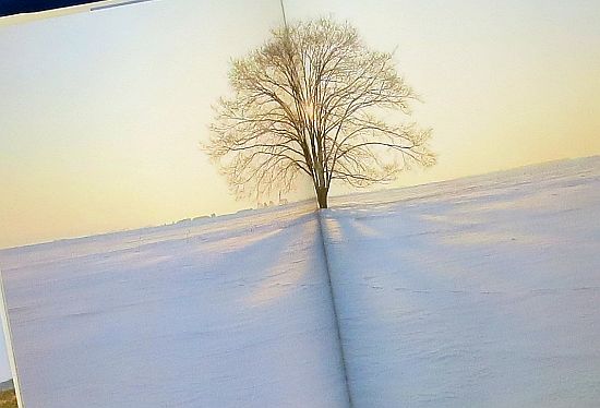 絵本の紹介】「はるにれ」【224冊目】 | えほにずむの絵本棚