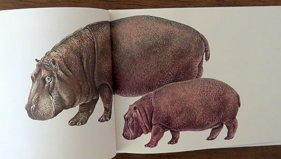 絵本の紹介】「どうぶつのおやこ」【448冊目】 | えほにずむの絵本棚