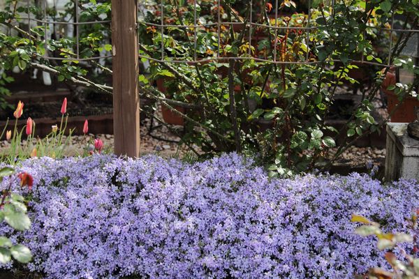 植えっぱなしにしている球根 チューリップ 季節の風だより