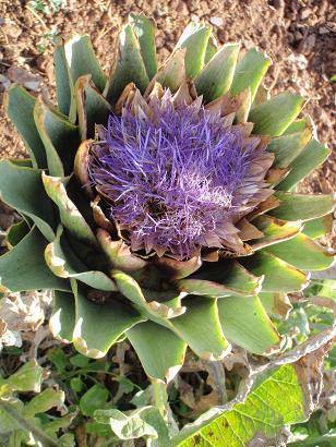 2010sicilia32agrikaruchoflower.JPG