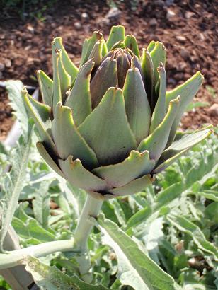 2010sicilia32agricaruchofi.JPG