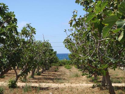 2010sicilia32agrifigsea.JPG