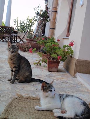 2010sicilia32agurientrancecat.JPG