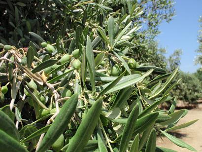 2010sicilia32agriolive.JPG