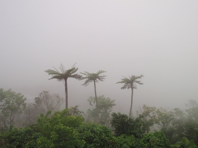 morningfog.jpg