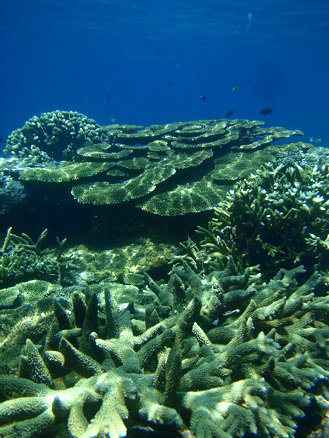 coral.jpg
