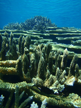 coral2.jpg